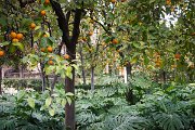 Mauři byli také velcí milovníci okrasných zahrad, ale na těchto pomerančích si rozhodně nepochutnáte.