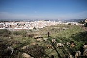 Ovce nad starobylým městem Antequera se mají o poznání líp, než slavní toros (býci).