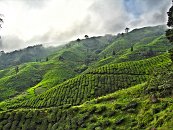 Hned za továrnou tedy začalo čajové království. Nádherná pastva pro oči, široko daleko, kam se člověk podíval, jenom čaj...