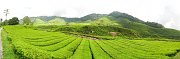 Nekonečná zeleň...Přesto se ze zdejších čajovníků vyrábí trochu paradoxně pouze černé čaje:)