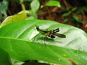 A v ní se začínají objevovat bizarní zvířata. Jako třeba tahle krásná saranče.