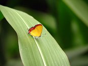 Potkali jsme i tohoto krásného modráska (Heliophorus epicles tweediei). Zajímavé na něm je to, že když roztáhne křídla, je na povrchu tmavě hnědý s kovově modrými a oranžovými skvrnami. Ze spodní strany má však křídla takhle jasně žlutá.