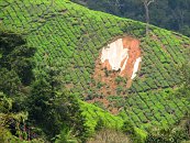 Pěstování čaje na místních prudkých svazích asi není žádná sranda. Půda je značně nezpevněná a pokud víc zaprší, což se tu děje často, může se celý svah urvat.