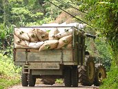 Další denní várka sklizně se veze do fabriky.