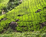 Kouzelná zahrádka...