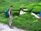 Pozorujeme, jak dělníci v neskutečném vedru, na slunku sklízí čaj. Je to HROZNÁ dřina! Svědčí o tom i to, že malajců najdete na plantážích minimum. Přece jenom Malajsie je na tom ekonomicky poměrně dobře a tak její obyvatelé tuto práci příliš nechtějí dělat. Přenechávají ji proto hlavně bangladéšanům, pákistáncům a jiným imigrantům. Je to asi podobná situace, jako když u nás dělají na stavbách často ukrajinci.