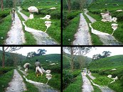 Nejprve je třeba ve dvou lidech táhnout přes keře velkou sekačku (viz 2 fotky dozadu), což je ve svazích neskutečný záhul. Za sekačkou je natažený pytel, do kterého padají ustřihlé listy. Až je pytel plný, je třeba ho odnést a vysypat na sběrném místě na velkou plachtu (viz foto). Poté se plachta zaváže a naloží na traktor k odvozu. Je to samozřejmě jen jedna z metod sběru. Stejně tak jsou zde i &#34;ruční&#34; sběrači, kteří lístky trhají buďto přímo rukama nebo stříhají nůžkama a hážou je do proutěného koše, který mají na zádech.