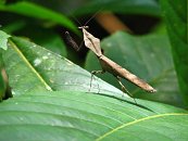 Potkáváme bizarní kudlanky...