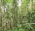 A míjíme všudypřítomné bambusové háje. Nakonec vesnice, do které jsme mířili i nadále zůstane mystériem, protože čas byl neúprosný, navíc cesta opravdu velmi silně klesala a my museli celou dlouhou trasu absolvovat analogicky zase zpátky. Takže jsme to tady otočili.