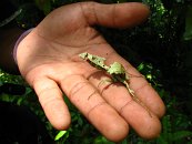 Potkali jsme i pár místňáků, kteří zde chytají hmyz, aby ho potom prodávali překupníkům. Ti ho pak např. zalévají do skleněných medailonků či náhrdelníků a prodávají za drahé peníze v Kuala Lumpur. Prostě bysnys. Na fotce je kudlanka.