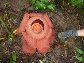 A to je ona, opravdu bizarní rostlina, která nemá listy a parazituje na kořenech a kmenech lián rodu Tetrastigma. Průměr květu může být až 1 m, což nejvíce v celé rostlinné říši.