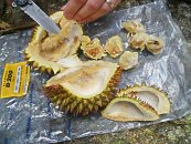 A přichází ochutnávka durianu.