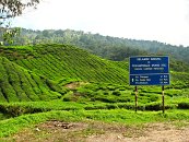 Opět procházíme skrz čajové plantáže.