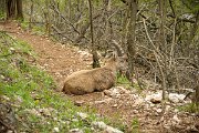 Cestou dolů se nám do cesty staví nějací místní kozorožci. Je jich tu spousta a potkáváme je nahoře pravidelně i další den. : fenek, hohe wand, lezení, miguel, rakousko