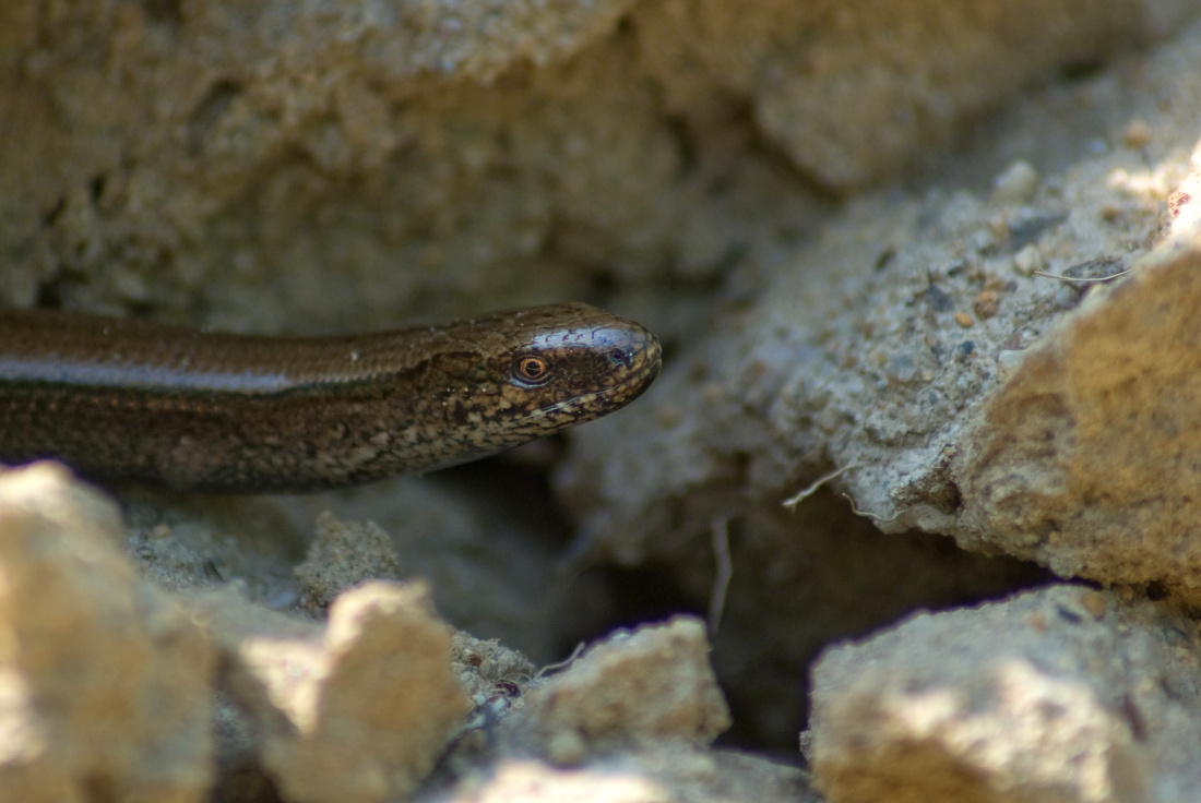 Víte, že slepýš křehký (Anguis fragilis) je představitel beznohých ještěrek? V ČR je silně ohrožen a jeho stavy bohužel poslední dobou klesají.