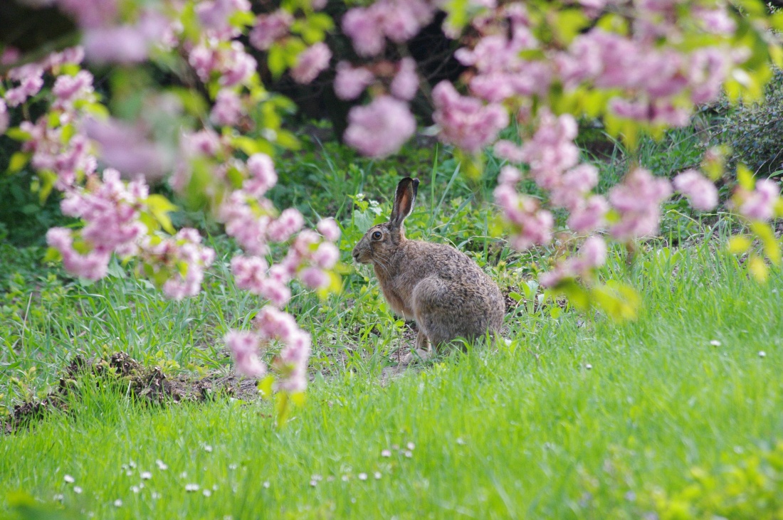 Olomoucké parky poskytují úkryt chlupaté drobotině :)